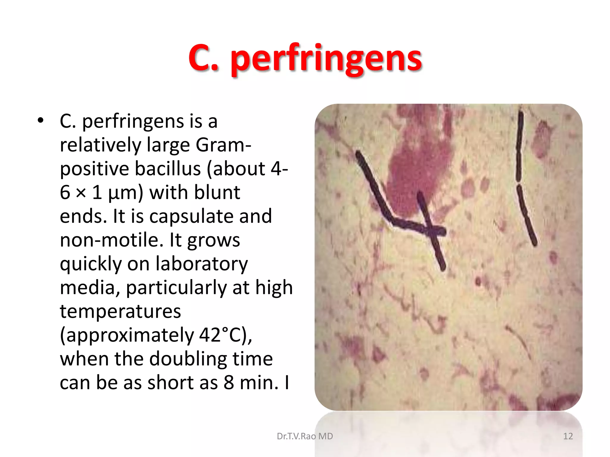 C. perfringens
• C. perfringens is a
  relatively large Gram-
  positive bacillus (about 4-
  6 × 1 μm) with blunt
  ends. It is capsulate and
  non-motile. It grows
  quickly on laboratory
  media, particularly at high
  temperatures
  (approximately 42°C),
  when the doubling time
  can be as short as 8 min. I

                           Dr.T.V.Rao MD   12
 