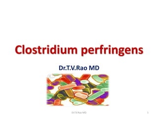 Clostridium perfringens
       Dr.T.V.Rao MD




           Dr.T.V.Rao MD   1
 