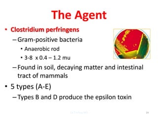 The Agent
• Clostridium perfringens
   – Gram-positive bacteria
     • Anaerobic rod
     • 3-8 x 0.4 – 1.2 mu
  – Found in soil, decaying matter and intestinal
    tract of mammals
• 5 types (A-E)
  – Types B and D produce the epsilon toxin

                        Dr.T.V.Rao MD               14
 