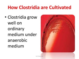 How Clostridia are Cultivated
• Clostridia grow
  well on
  ordinary
  medium under
  anaerobic
  medium
                Dr.T.V.Rao MD    17
 