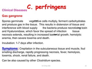 Clinical Diseases
                  C. perfringens
Gas gangrene
Spores germinate       vegetative cells multiply, ferment carbohydrates
and produce gas in the tissue. This results in distension of tissue and
interference with blood supply      the bacteria produce necrotizing toxin
and Hyaluronidase, which favor the spread of infection       tissue
necrosis extends, resulting in increased bacterial growth, hemolytic
anemia, then severe toxemia and death.
Incubation: 1-7 days after infection.

Symptoms: Crepitation in the subcutaneous tissue and muscle, foul
smelling discharge, rapidly progressing necrosis, fever, hemolysis,
toxemia, shock, renal failure, and death.
Can be also caused by other Clostridium species.
                                   Dr.T.V.Rao MD                        23
 