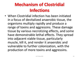 Mechanism of Clostridial
             Infections
• When Clostridial infection has been initiated
  in a focus of devitalized anaerobic tissue, the
  organisms multiply rapidly and produce a
  range of toxins and aggressins. These damage
  tissue by various necrotizing effects, and some
  have demonstrable lethal effects. They spread
  into adjacent viable tissue, particularly
  muscle, kill it, and render it anaerobic and
  vulnerable to further colonization, with the
  production of more toxins and aggressins.
                      Dr.T.V.Rao MD             24
 