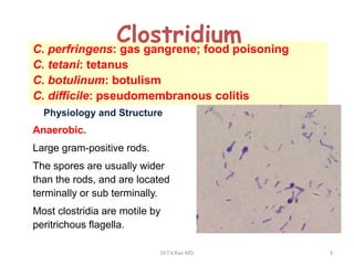 Clostridium
C. perfringens: gas gangrene; food poisoning
C. tetani: tetanus
C. botulinum: botulism
C. difficile: pseudomembranous colitis
  Physiology and Structure
Anaerobic.
Large gram-positive rods.
The spores are usually wider
than the rods, and are located
terminally or sub terminally.
Most clostridia are motile by
peritrichous flagella.

                                Dr.T.V.Rao MD   3
 