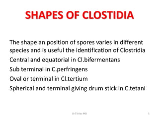 SHAPES OF CLOSTIDIA

The shape an position of spores varies in different
species and is useful the identification of Clostridia
Central and equatorial in Cl.bifermentans
Sub terminal in C.perfringens
Oval or terminal in Cl.tertium
Spherical and terminal giving drum stick in C.tetani


                        Dr.T.V.Rao MD                    5
 