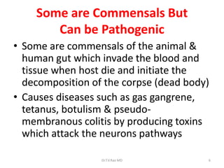 Some are Commensals But
       Can be Pathogenic
• Some are commensals of the animal &
  human gut which invade the blood and
  tissue when host die and initiate the
  decomposition of the corpse (dead body)
• Causes diseases such as gas gangrene,
  tetanus, botulism & pseudo-
  membranous colitis by producing toxins
  which attack the neurons pathways

                  Dr.T.V.Rao MD         6
 