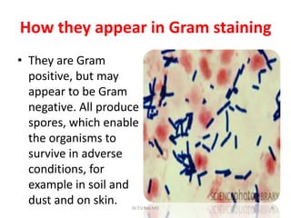 How they appear in Gram staining
• They are Gram
  positive, but may
  appear to be Gram
  negative. All produce
  spores, which enable
  the organisms to
  survive in adverse
  conditions, for
  example in soil and
  dust and on skin.  Dr.T.V.Rao MD   9
 