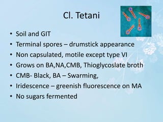 Cl. Tetani
• Soil and GIT
• Terminal spores – drumstick appearance
• Non capsulated, motile except type VI
• Grows on BA,NA,CMB, Thioglycoslate broth
• CMB- Black, BA – Swarming,
• Iridescence – greenish fluorescence on MA
• No sugars fermented
 