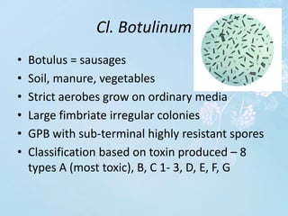 Cl. Botulinum
• Botulus = sausages
• Soil, manure, vegetables
• Strict aerobes grow on ordinary media
• Large fimbriate irregular colonies
• GPB with sub-terminal highly resistant spores
• Classification based on toxin produced – 8
types A (most toxic), B, C 1- 3, D, E, F, G
 
