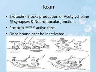 Toxin
• Exotoxin - Blocks production of Acetylycholine
@ synapses & Neuromucular junctions
• Protoxin Protease active form
• Once bound cant be inactivated
 