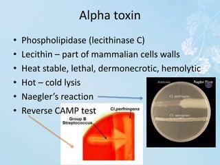 Alpha toxin
• Phospholipidase (lecithinase C)
• Lecithin – part of mammalian cells walls
• Heat stable, lethal, dermonecrotic, hemolytic
• Hot – cold lysis
• Naegler’s reaction
• Reverse CAMP test
 