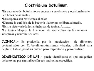 Es causante del botulismo, se encuentra en el suelo y ocasionalmente
en heces de animales.
Las esporas son resistentes al calor
Durante la autólisis de la bacteria , la toxina se libera al medio.
Existe siete variedades antigénicas de toxina. A……..
La toxina bloquea la liberación de acetilcolina en las uniones
sinápticas y neuromusculares
CLINICA.- Es producida por la intoxicación de alimentos
contaminados con C. botulinum.-trastornos visuales, dificultad para
deglutir, hablar, parálisis bulbar, paro respiratorio y paro cardiaco.
DIAGNOSTICO DE LAB.- puede identificarse el tipo antigénico
de la toxina por neutralización con antitoxina específica.
Clostridium botulinum
 