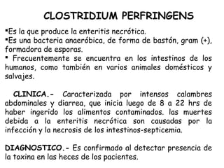 Es la que produce la enteritis necrótica.
Es una bacteria anaeróbica, de forma de bastón, gram (+),
formadora de esporas.
 Frecuentemente se encuentra en los intestinos de los
humanos, como también en varios animales domésticos y
salvajes.
CLINICA.- Caracterizada por intensos calambres
abdominales y diarrea, que inicia luego de 8 a 22 hrs de
haber ingerido los alimentos contaminados. las muertes
debida a la enteritis necrótica son causadas por la
infección y la necrosis de los intestinos-septicemia.
DIAGNOSTICO.- Es confirmado al detectar presencia de
la toxina en las heces de los pacientes.
CLOSTRIDIUM PERFRINGENS
 