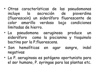 • Otras características de las pseudomonas
incluye la secreción de pioverdina
(fluorescein) un sideróforo fluorescente de
color amarillo verdoso bajo condiciones
limitadas de hierro.
• La pseudomona aeruginosa produce un
sideróforo como la piocianina y tioquinolo
bactina por la P.fluorescens.
• Son hemolíticas en agar sangre, indol
negativas
• La P. aeruginosa es patógeno oportunista para
el ser humano, P. syringae para las plantas etc.
 