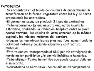 PATOGENIA
•Si encuentran en el tejido condiciones de anaerobiosis, se
transforman en la forma vegetativa entre las 6 y 12 horas
produciendo las exotoxinas.
•El germen es capaz de producir 3 tipos de exotoxinas.
•Tétanospasmina.- Es una neurotoxina, actúa igual a la
estricnina, aboliendo la inhibición sináptica entre la placa
neural terminal, las células del asta anterior de la médula
espinal y los núcleos motores del cerebro.
•bloquea los neurotrasmisores presinápticos, aumentando la
actividad motora y causando espasmo y contractura
muscular.
•Esta toxina es transportada al SNC por vía retrógrada del
nervio motor periférico y/o por vía linfática o hemática.
•Tetanolisina.- Toxina hemolítica que puede causar daño en
el miocardio.
•Neurotoxina no Convulsiva.- Su rol aún no es comprendida.
 