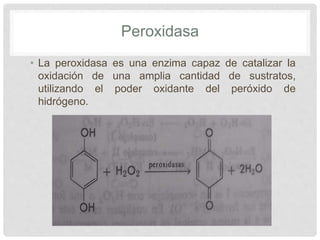 RECUENTO Y ASILAMIENTO DE BACTERIAS ANAEROBIAS PPTX