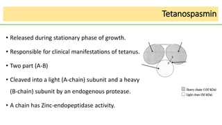 Tetanospasmin
• Released during stationary phase of growth.
• Responsible for clinical manifestations of tetanus.
• Two part (A-B)
• Cleaved into a light (A-chain) subunit and a heavy
(B-chain) subunit by an endogenous protease.
• A chain has Zinc-endopeptidase activity.
 