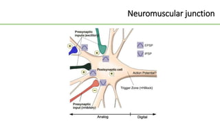 Neuromuscular junction
 