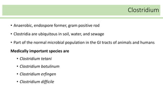 Clostridium
• Anaerobic, endospore former, gram positive rod
• Clostridia are ubiquitous in soil, water, and sewage
• Part of the normal microbial population in the GI tracts of animals and humans
Medically important species are
• Clostridium tetani
• Clostridium botulinum
• Clostridium erfingen
• Clostridium difficile
 