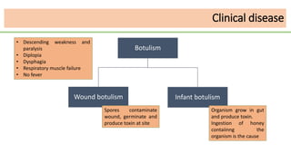 Clinical disease
Botulism
Wound botulism Infant botulism
Spores contaminate
wound, germinate and
produce toxin at site
Organism grow in gut
and produce toxin.
Ingestion of honey
contaiinng the
organism is the cause
• Descending weakness and
paralysis
• Diplopia
• Dysphagia
• Respiratory muscle failure
• No fever
 