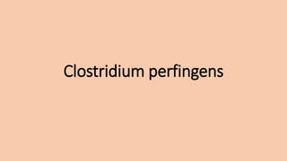 Clostridium perfingens
 