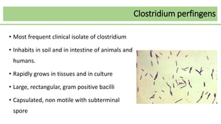 Clostridium perfingens
• Most frequent clinical isolate of clostridium
• Inhabits in soil and in intestine of animals and
humans.
• Rapidly grows in tissues and in culture
• Large, rectangular, gram positive bacilli
• Capsulated, non motile with subterminal
spore
 