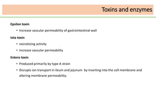 Epsilon toxin
• Increase vascular permeability of gastrointestinal wall
Iota toxin
• necrotizing activity
• increase vascular permeability
Entero toxin
• Produced primarily by type A strain
• Disrupts ion transport in ileum and jejunum by inserting into the cell membrane and
altering membrane permeability.
Toxins and enzymes
 
