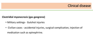 Clinical disease
Clostridial myonecrosis (gas gangrene)
• Military settings- Gutshot injuries
• Civilian cases - accidental injuries, surgical complication, injection of
medication such as epinephrine.
 