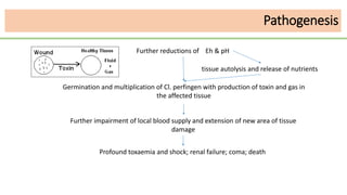 Germination and multiplication of Cl. perfingen with production of toxin and gas in
the affected tissue
Further reductions of Eh & pH
tissue autolysis and release of nutrients
Further impairment of local blood supply and extension of new area of tissue
damage
Profound toxaemia and shock; renal failure; coma; death
Pathogenesis
 