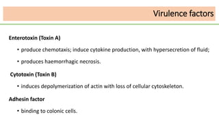 Virulence factors
Enterotoxin (Toxin A)
• produce chemotaxis; induce cytokine production, with hypersecretion of fluid;
• produces haemorrhagic necrosis.
Cytotoxin (Toxin B)
• induces depolymerization of actin with loss of cellular cytoskeleton.
Adhesin factor
• binding to colonic cells.
 