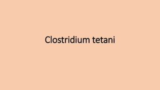 Clostridium tetani
 