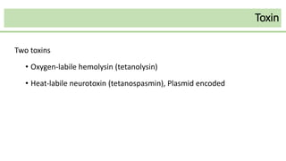 Toxin
Two toxins
• Oxygen-labile hemolysin (tetanolysin)
• Heat-labile neurotoxin (tetanospasmin), Plasmid encoded
 