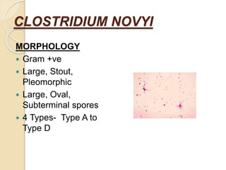 Clostridium | PPTX