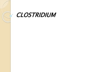CLOSTRIDIUM
 