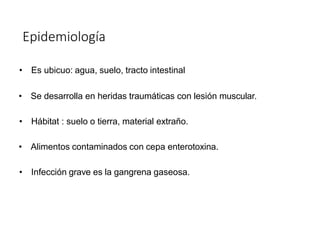 Epidemiología
• Es ubicuo: agua, suelo, tracto intestinal
• Se desarrolla en heridas traumáticas con lesión muscular.
• Hábitat : suelo o tierra, material extraño.
• Alimentos contaminados con cepa enterotoxina.
• Infección grave es la gangrena gaseosa.
 