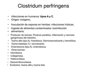 Clostridum perfringens
• Infecciones en humanos: tipos A y C.
• Origen: exógeno.
• Inoculación de esporas en heridas: infecciones hísticas.
• Ingesta de alimentos contaminados: toxiinfección
• alimentaria.
• Productor de toxinas: Produce parálisis, inflamación y necrosis
gangrenosa del intestino.
• Toxina alfa (tipo A): histotóxica. Dermonecrotizante y hemolítica.
• Toxina beta(tipo C): necrotizante.
• Enterotoxina (tipo A): enterotóxica.
• Otras toxinas:
• Hemolisina.
• Colagenasa.
• Hialorunidasa.
• Desoxirribonucleasa.
• Exotoxina: toxina alfa y toxina teta
 