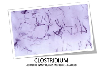 CLOSTRIDIUM
UNIDAD DE INMUNOLOGÍA-MICROBIOLOGÍA USAC
 