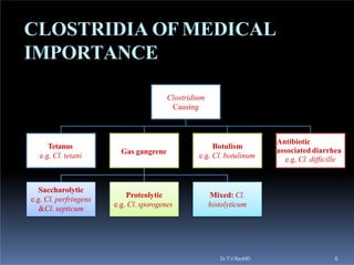 clostridium.pptx