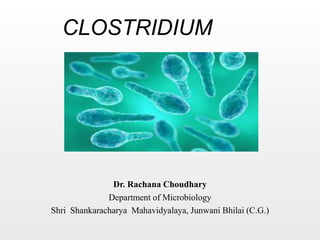 CLOSTRIDIUM
Dr. Rachana Choudhary
Department of Microbiology
Shri Shankaracharya Mahavidyalaya, Junwani Bhilai (C.G.)
 