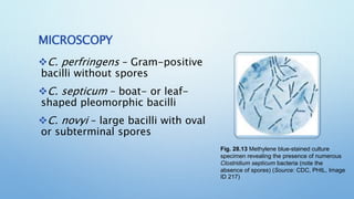 CLOSTRIDIUM and its laboratory diagnosis.pptx