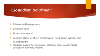 Clostridium botulinum:
 Sub terminal bulging spore
 Botulinum toxin
 Bioterrorism agent ?
 Botulism occurs as three clinical types - food-borne, wound, and
infant botulism
 Produces a powerful neurotoxin - botulinum toxin - causes flaccid
paralysis of voluntary muscles.
 