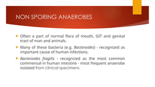 NON SPORING ANAEROBES
 Often a part of normal flora of mouth, GIT and genital
tract of man and animals.
 Many of these bacteria (e.g. Bacteroides) - recognized as
important cause of human infections.
 Bacteroides fragilis - recognized as the most common
commensal in human intestine - most frequent anaerobe
isolated from clinical specimens
 
