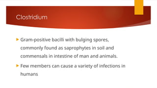 Clostridium
 Gram-positive bacilli with bulging spores,
commonly found as saprophytes in soil and
commensals in intestine of man and animals.
 Few members can cause a variety of infections in
humans
 
