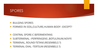 SPORES
 BULGING SPORES
 FORMED IN SOIL,CULTURE,HUMAN BODY –EXCEPT?
 CENTRAL SPORE-C BIFERMENTANS
 SUBTERMINAL –PERFRINGENS ,BOTULINUM,NOVYI
 TERMINAL, ROUND-TETANI (RESEMBELS ?)
 TERMINAL OVAL -TERTIUM (RESEMBELS ?)
 