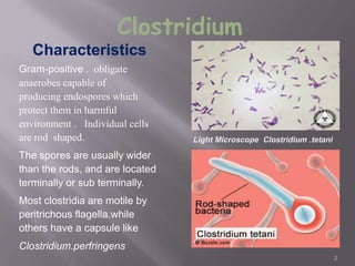 Clostridium
Gram-positive . obligate
anaerobes capable of
producing endospores which
protect them in harmful
environment . Individual cells
are rod shaped.
The spores are usually wider
than the rods, and are located
terminally or sub terminally.
Most clostridia are motile by
peritrichous flagella.while
others have a capsule like
Clostridium.perfringens
Characteristics
2
 
