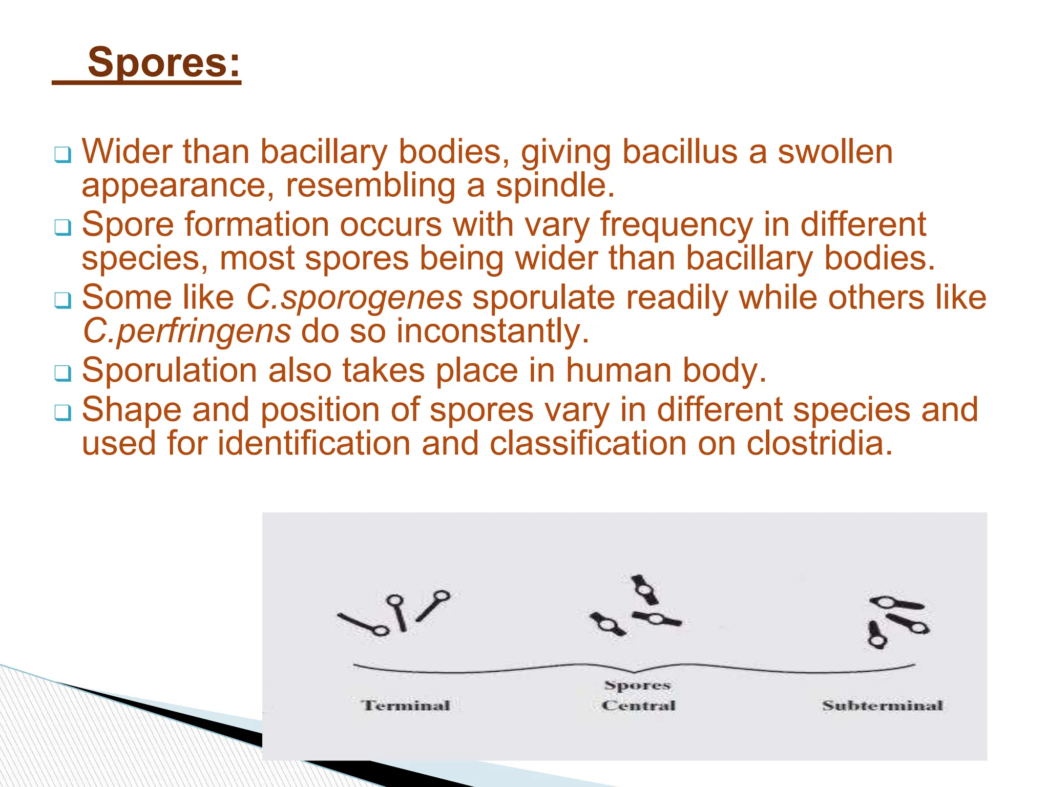 CLOSTRIDIUM and its pathogenesis in humans ppt. | PPTX