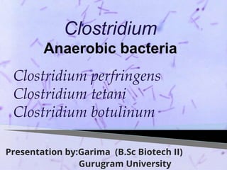 Presentation by:Garima (B.Sc Biotech II)
Gurugram University
Clostridium perfringens
Clostridium tetani
Clostridium botulinum
Clostridium
Anaerobic bacteria
 