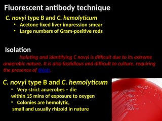 Clostridium ppt for undergraduate class | PPTX