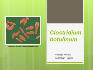 Clostridium
botulinum
Rodrigo Rosero
Sebastián Rosero
http://www.siue.edu/~cbwilso/Cbotulinum.jpg
 