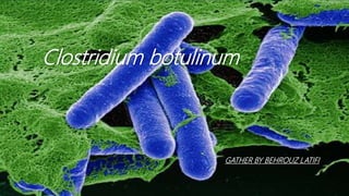 Clostridium botulinum
GATHER BY BEHROUZ LATIFI
 