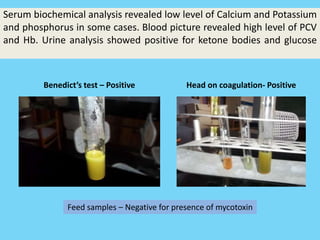 Clostridium botulinum ppt | PPTX